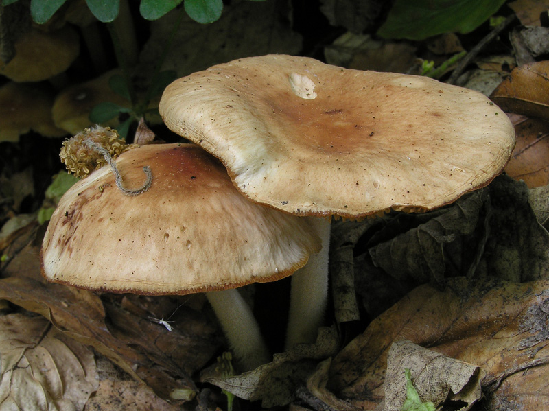 Gymnopus hariolorum